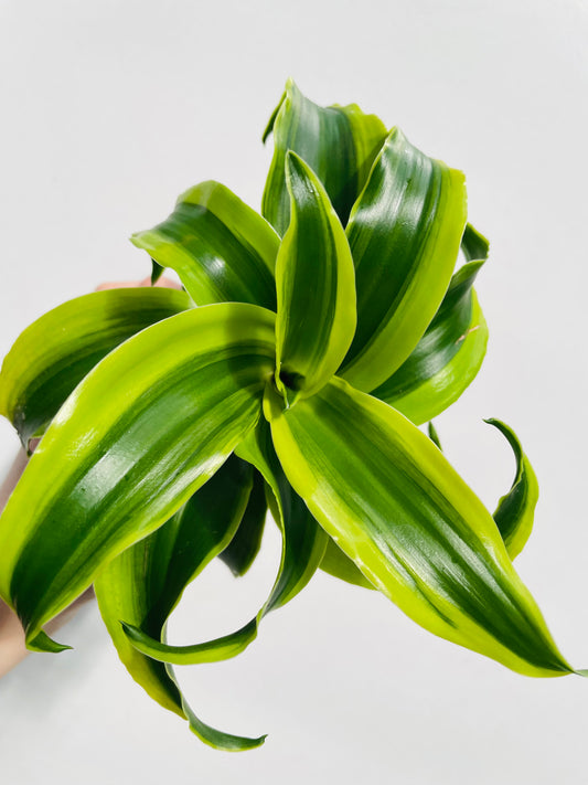 Bilde av Dracaena ‘Tornado’-Spanne Plantesalg