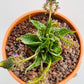 Bilde av Drimiopsis atropurpurea-Spanne Plantesalg