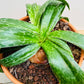 Bilde av Drimiopsis atropurpurea-Spanne Plantesalg