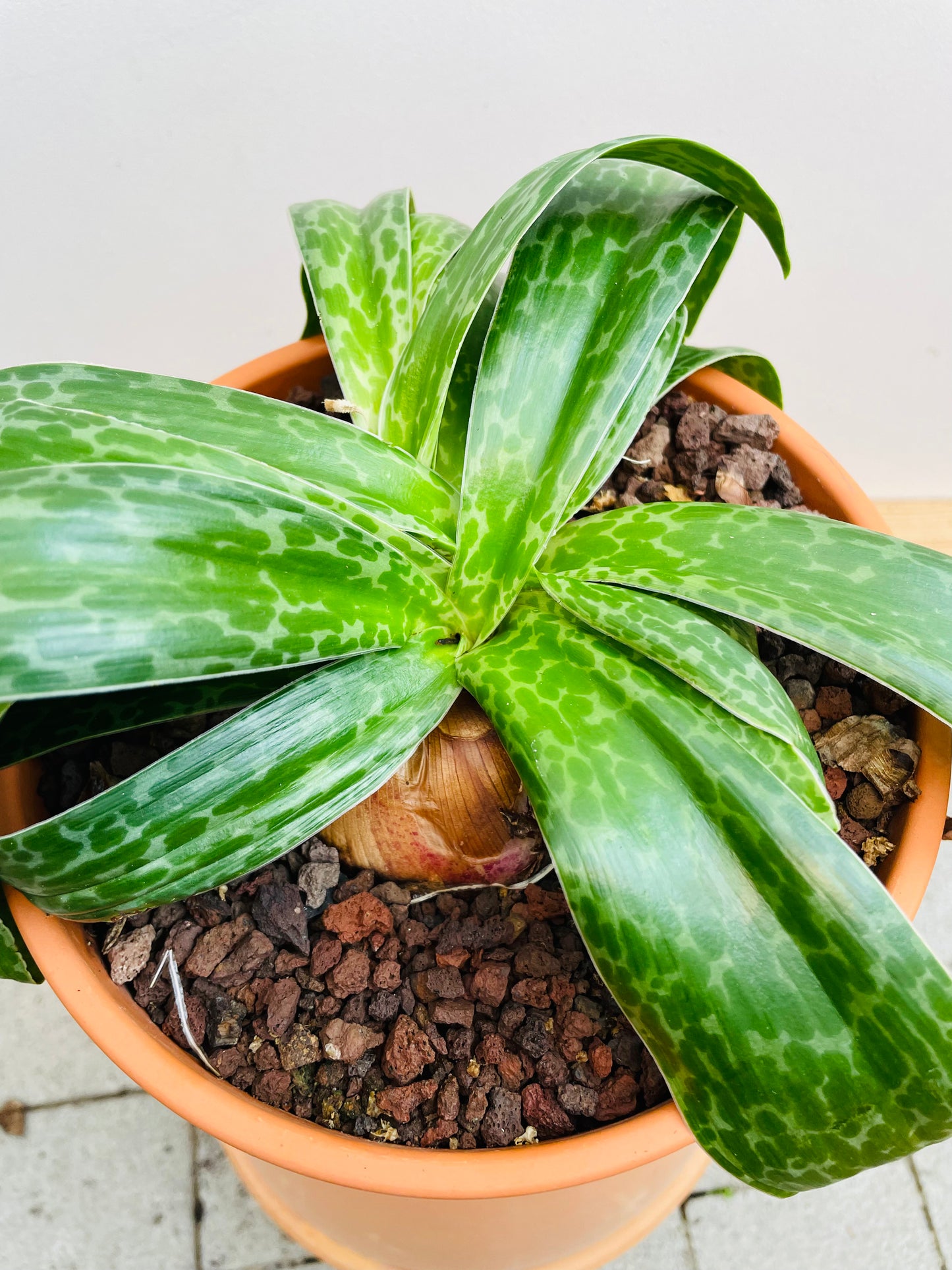 Bilde av Drimiopsis atropurpurea-Spanne Plantesalg