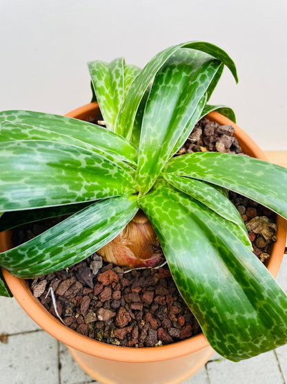 Bilde av Drimiopsis atropurpurea-Spanne Plantesalg