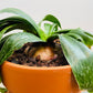 Bilde av Drimiopsis atropurpurea-Spanne Plantesalg