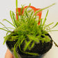 Bilde av DROSERA CAPENSIS 'ALBA'-Spanne Plantesalg