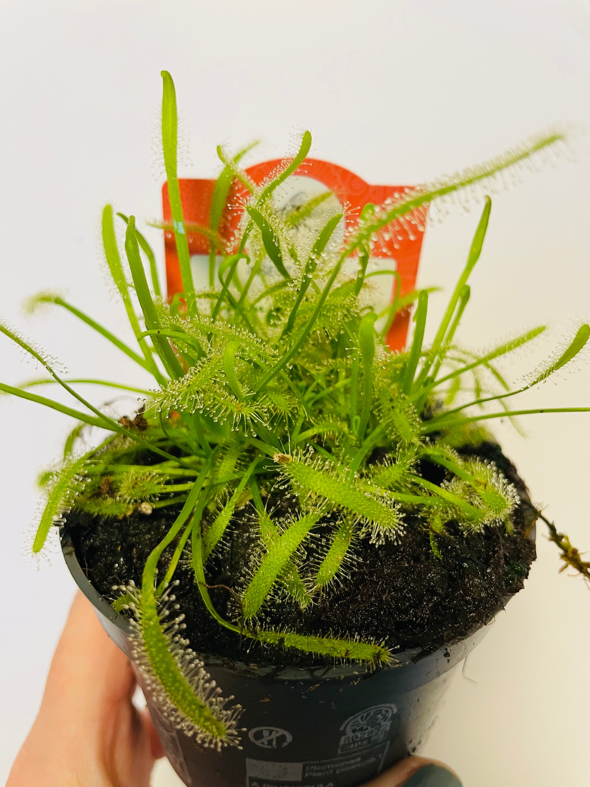 Bilde av DROSERA CAPENSIS 'ALBA'-Spanne Plantesalg