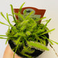 Bilde av DROSERA CAPENSIS 'ALBA'-Spanne Plantesalg