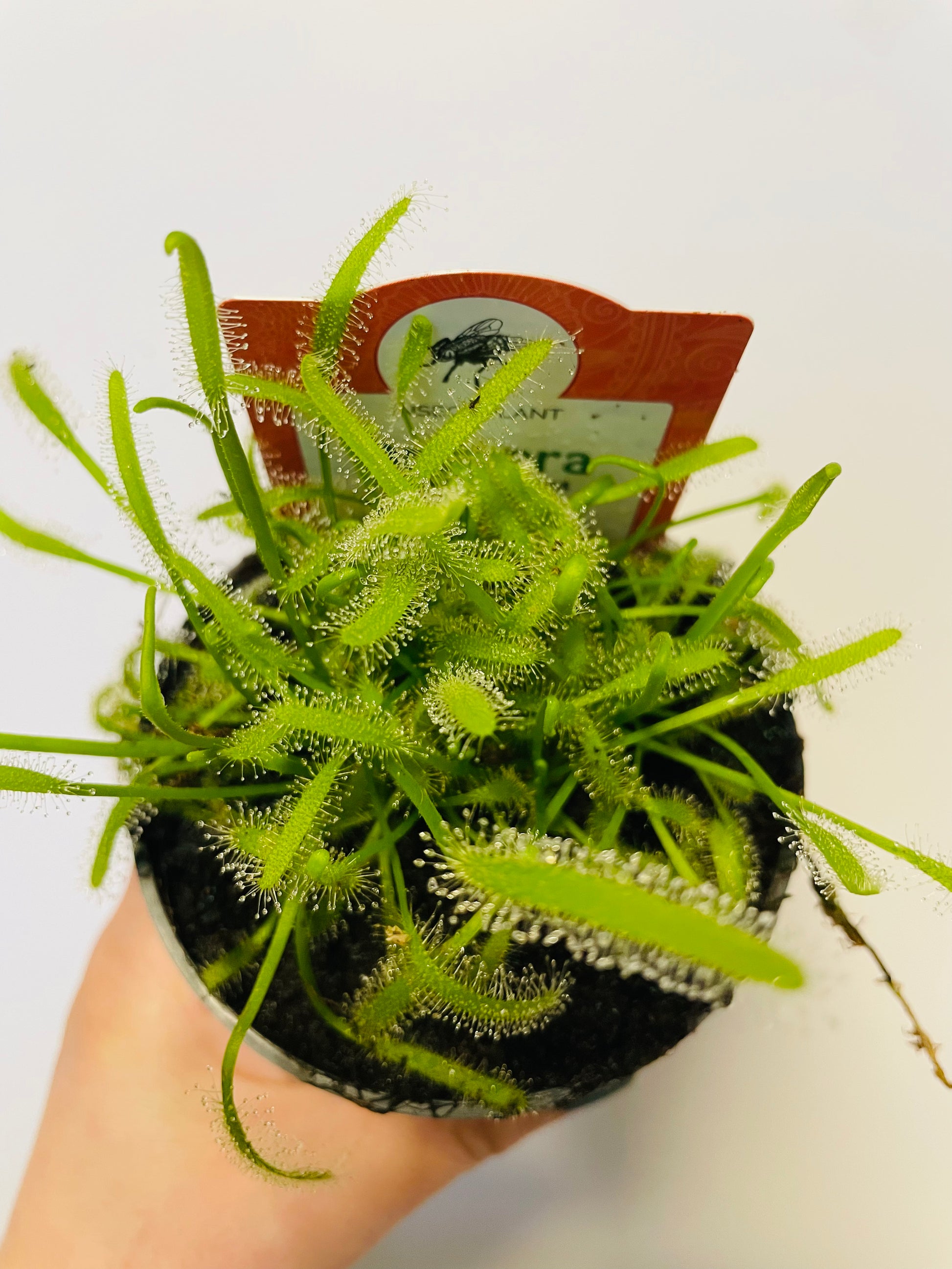 Bilde av DROSERA CAPENSIS 'ALBA'-Spanne Plantesalg