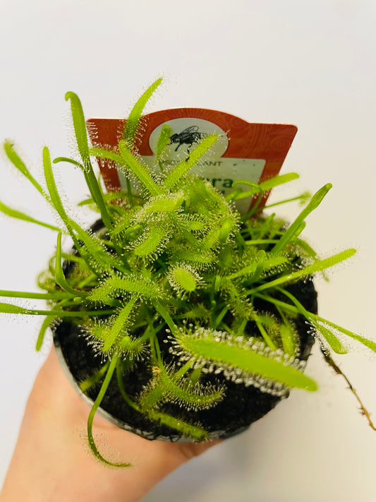 Bilde av DROSERA CAPENSIS 'ALBA'-Spanne Plantesalg