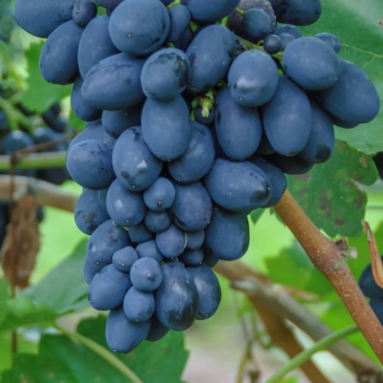 Bilde av DRUE ATIKKA-Spanne Plantesalg