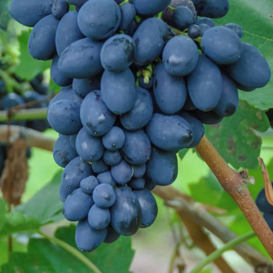 Bilde av DRUE ATIKKA-Spanne Plantesalg