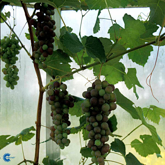 Bilde av Vitis 'Vanessa'-Spanne Plantesalg