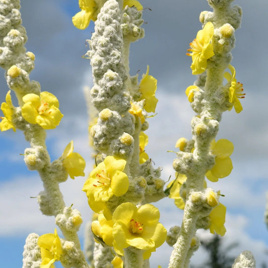 Bilde av Verbascum bombyciferum-Spanne Plantesalg