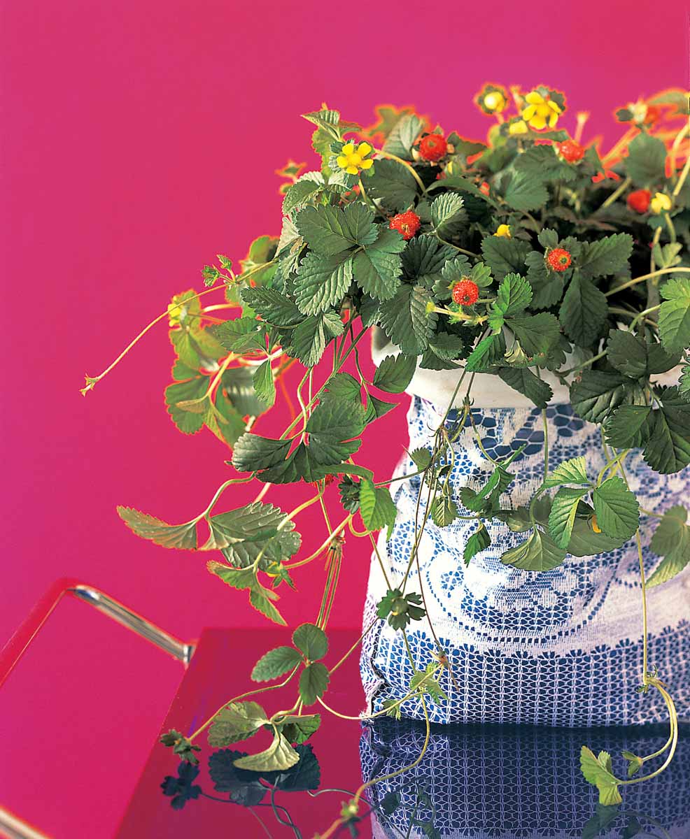 Bilde av Duchesnea indica-Spanne Plantesalg