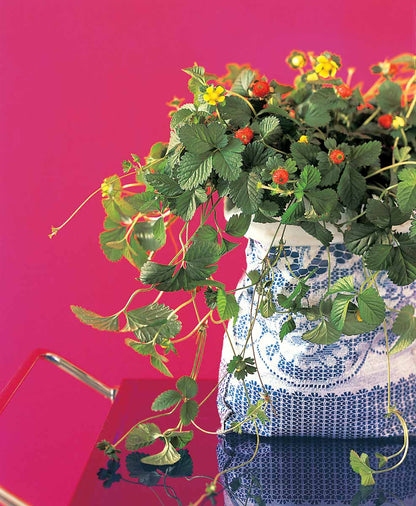 Bilde av Duchesnea indica-Spanne Plantesalg