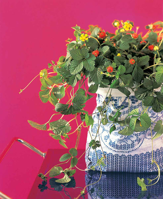Bilde av Duchesnea indica-Spanne Plantesalg