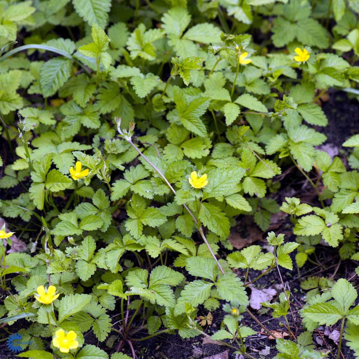 Bilde av Duchesnea indica-Spanne Plantesalg