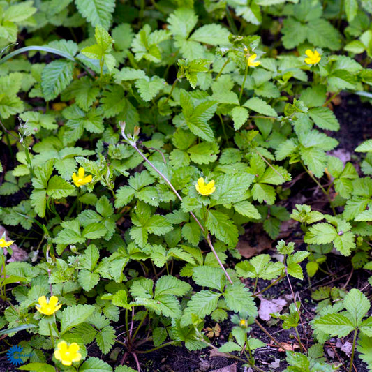 Bilde av Duchesnea indica-Spanne Plantesalg