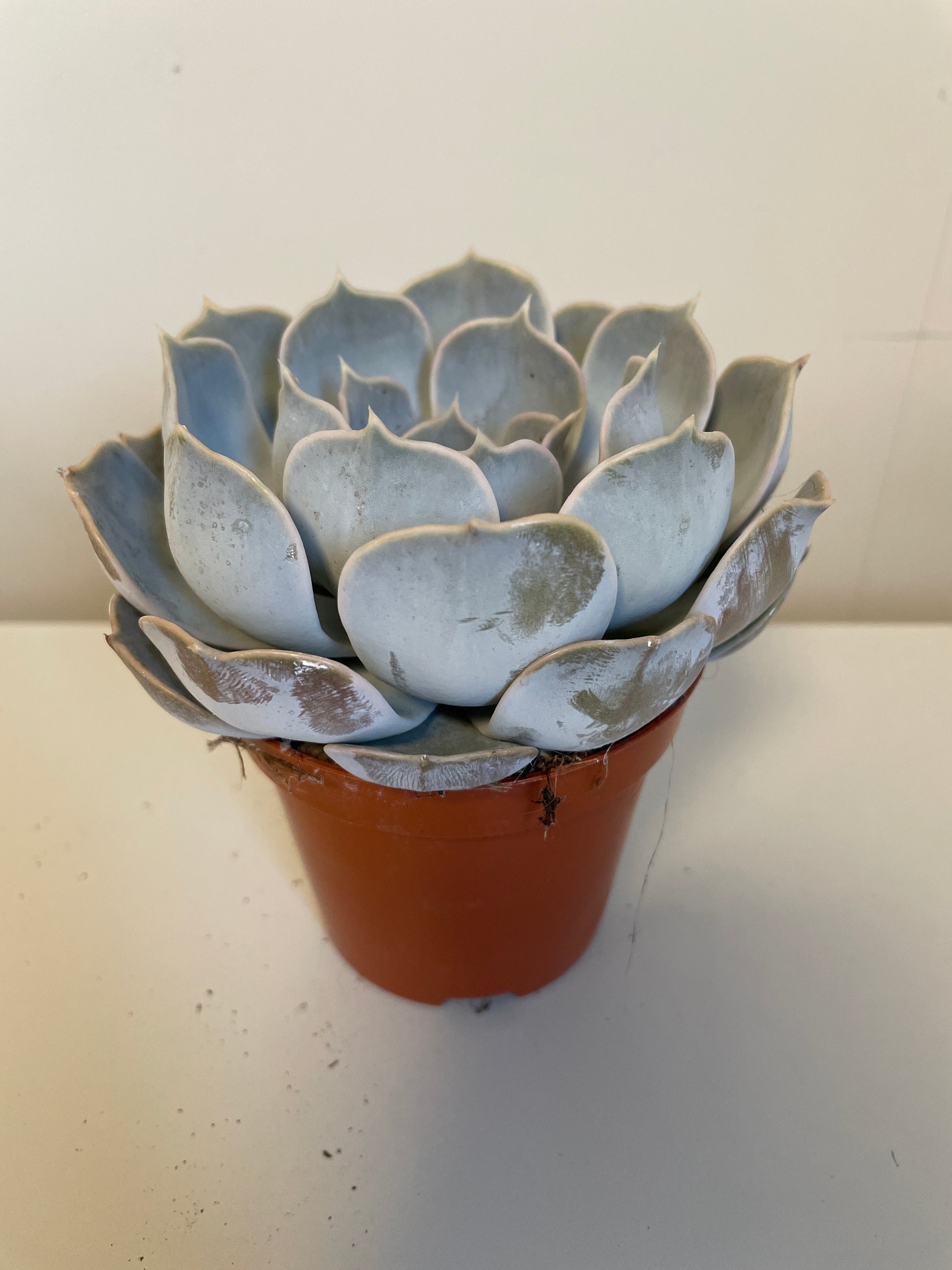 Bilde av Echevera Lilacina-Spanne Plantesalg
