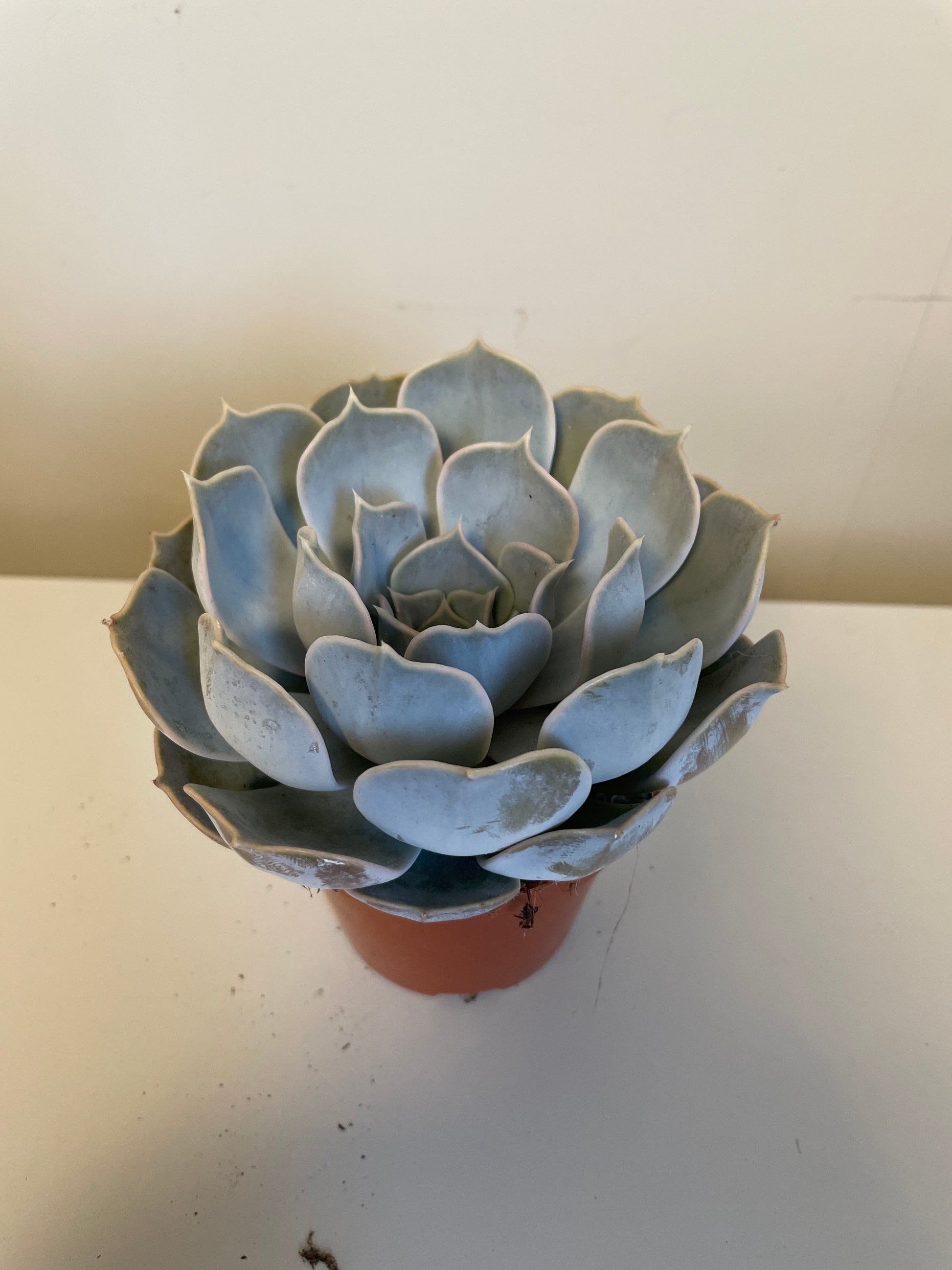 Bilde av Echevera Lilacina-Spanne Plantesalg