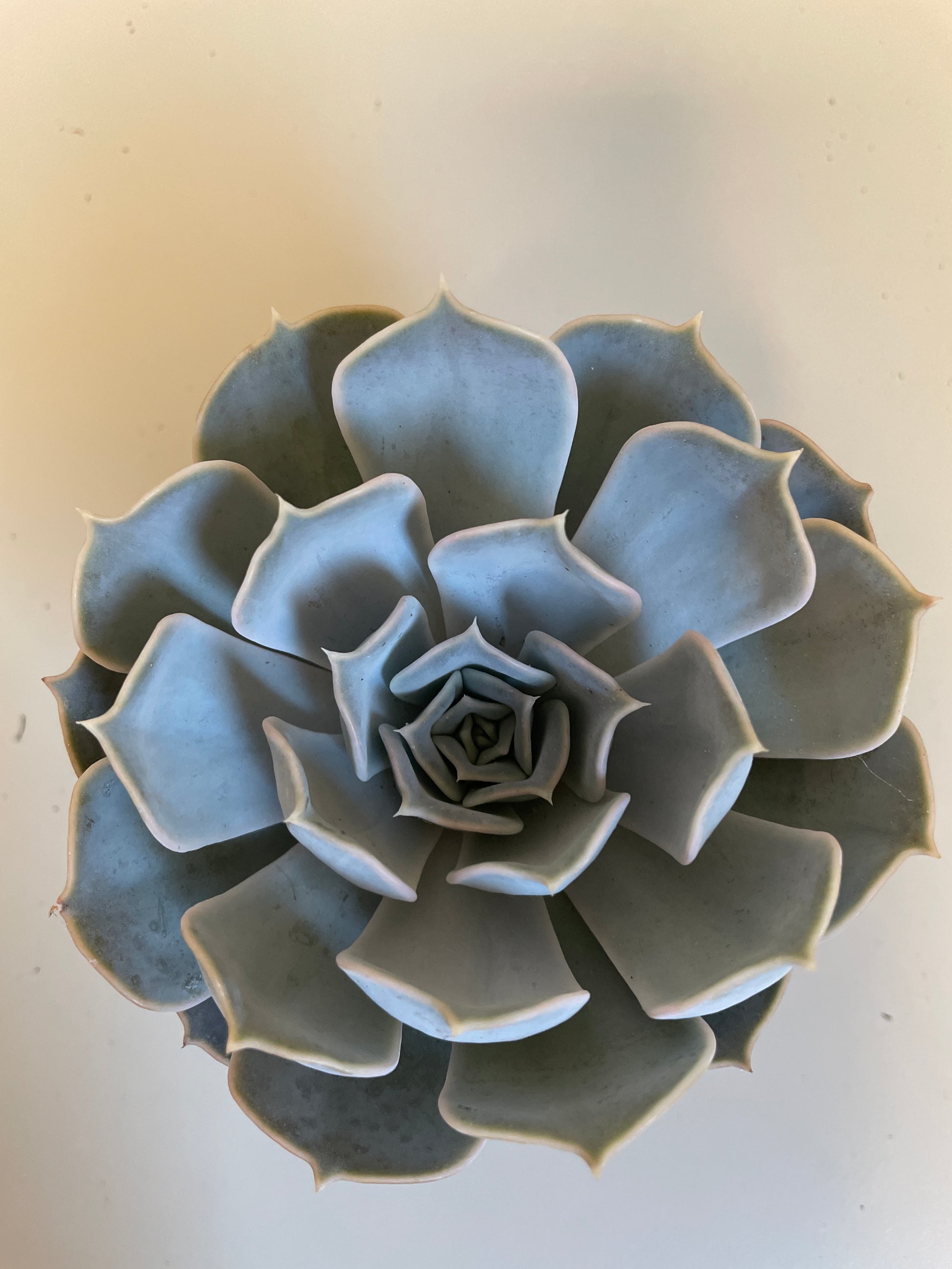 Bilde av Echevera Lilacina-Spanne Plantesalg