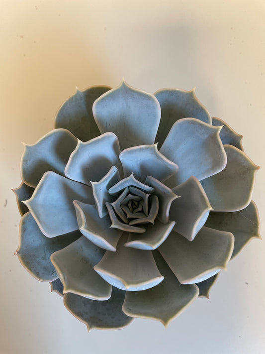 Bilde av Echevera Lilacina-Spanne Plantesalg