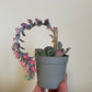 Bilde av Echevera Shaviana Pink Frills-Spanne Plantesalg