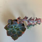 Bilde av Echevera Shaviana Pink Frills-Spanne Plantesalg
