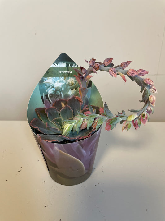Bilde av Echevera Shaviana Pink Frills-Spanne Plantesalg