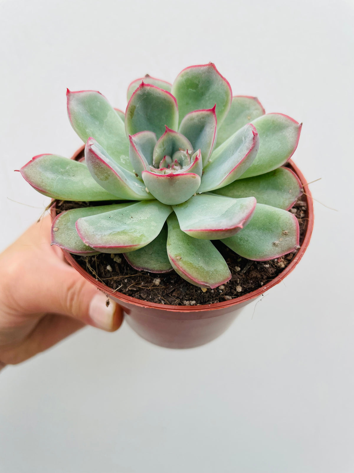 Bilde av Echeveria ‘Apus’-Spanne Plantesalg