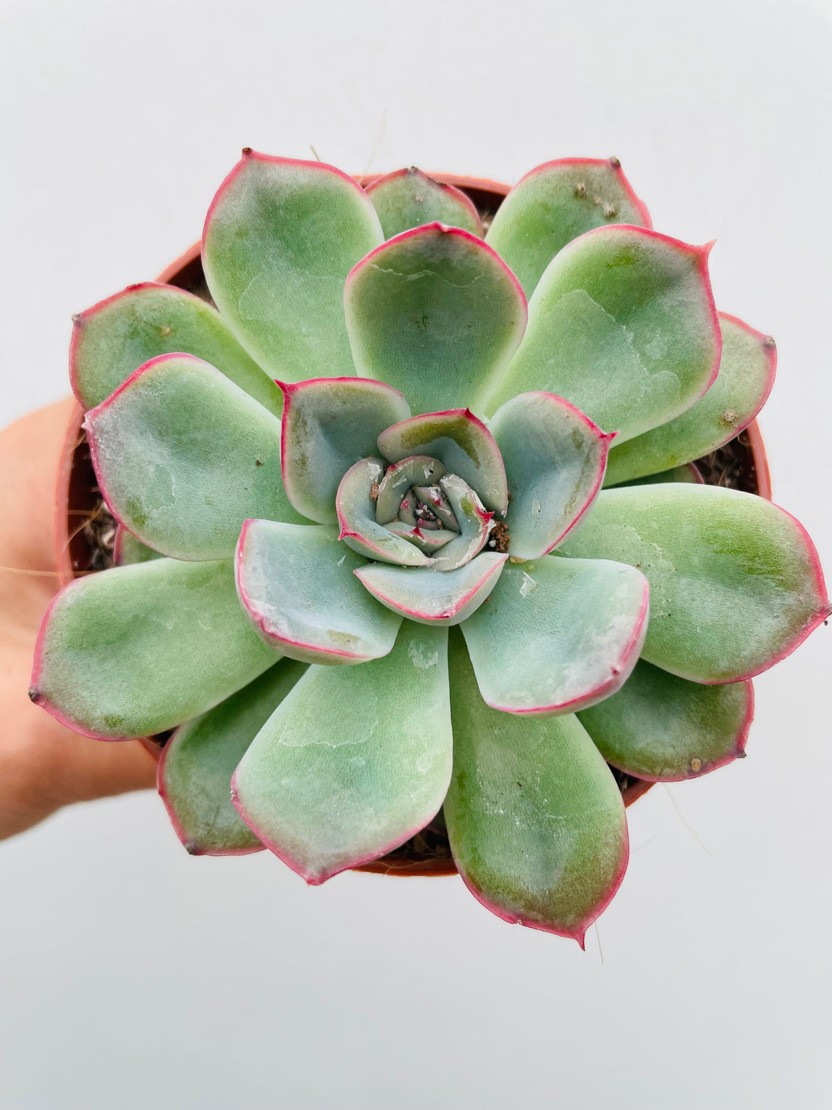 Bilde av Echeveria ‘Apus’-Spanne Plantesalg