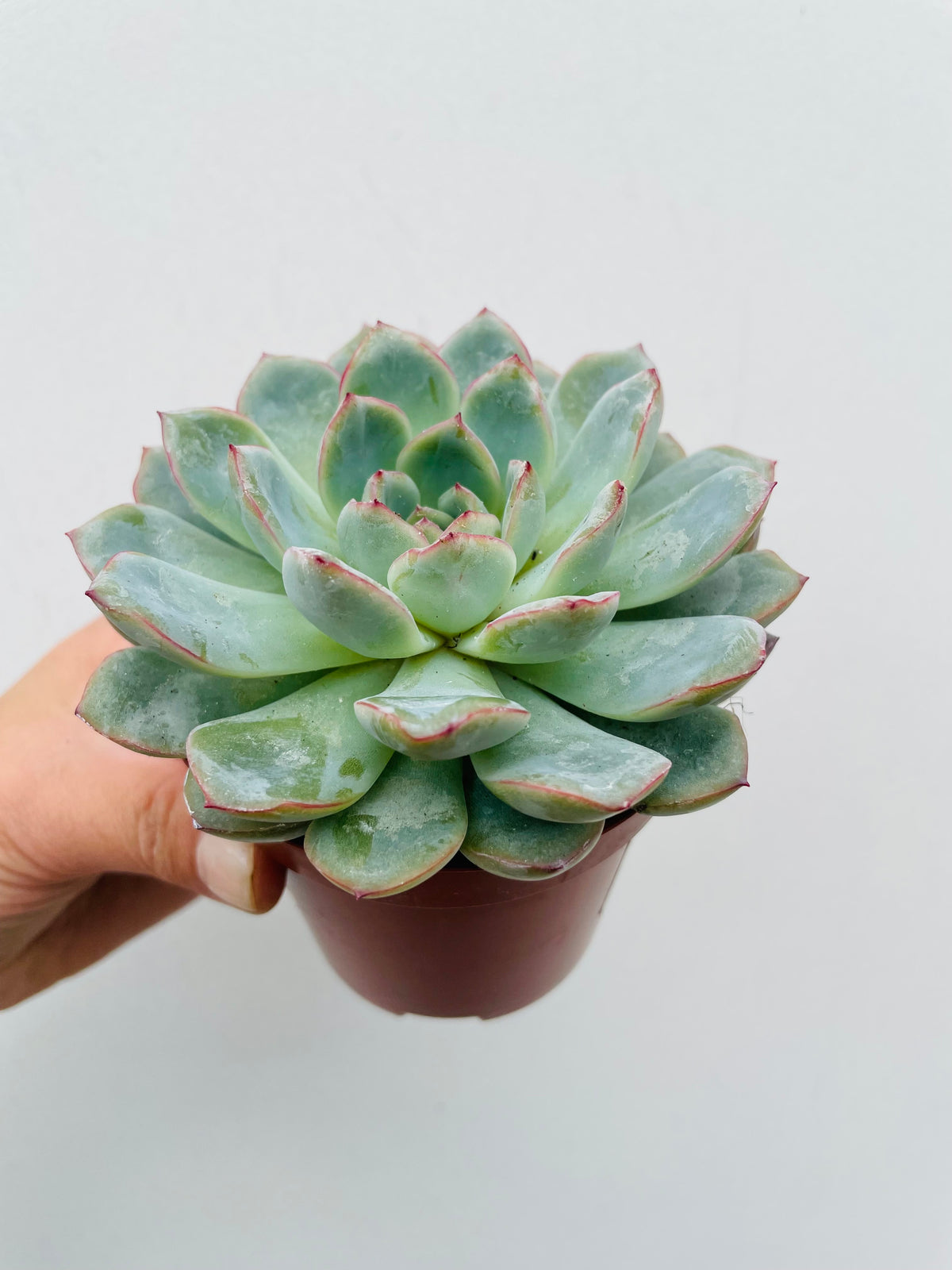 Bilde av Echeveria ‘Aurora’-Spanne Plantesalg