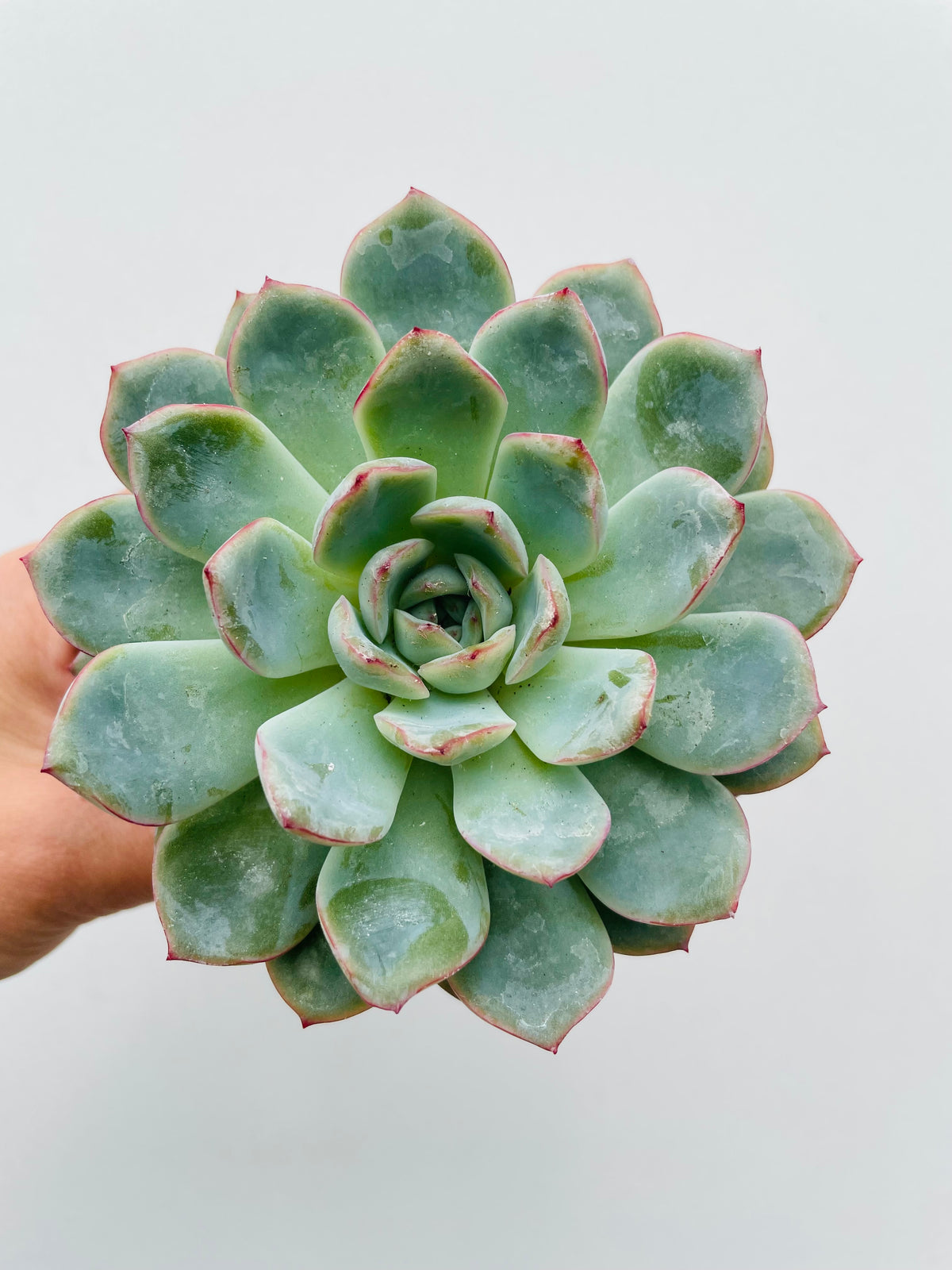 Bilde av Echeveria ‘Aurora’-Spanne Plantesalg