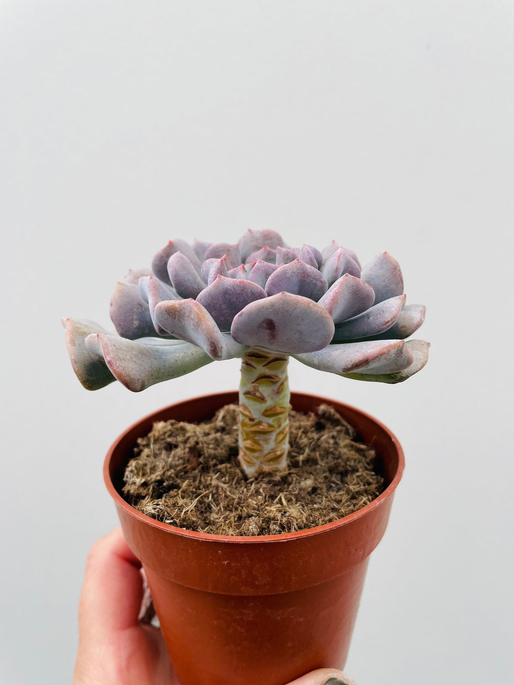 Bilde av Echeveria ‘Cubic Frost’-Spanne Plantesalg