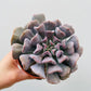 Bilde av Echeveria ‘Cubic Frost’-Spanne Plantesalg