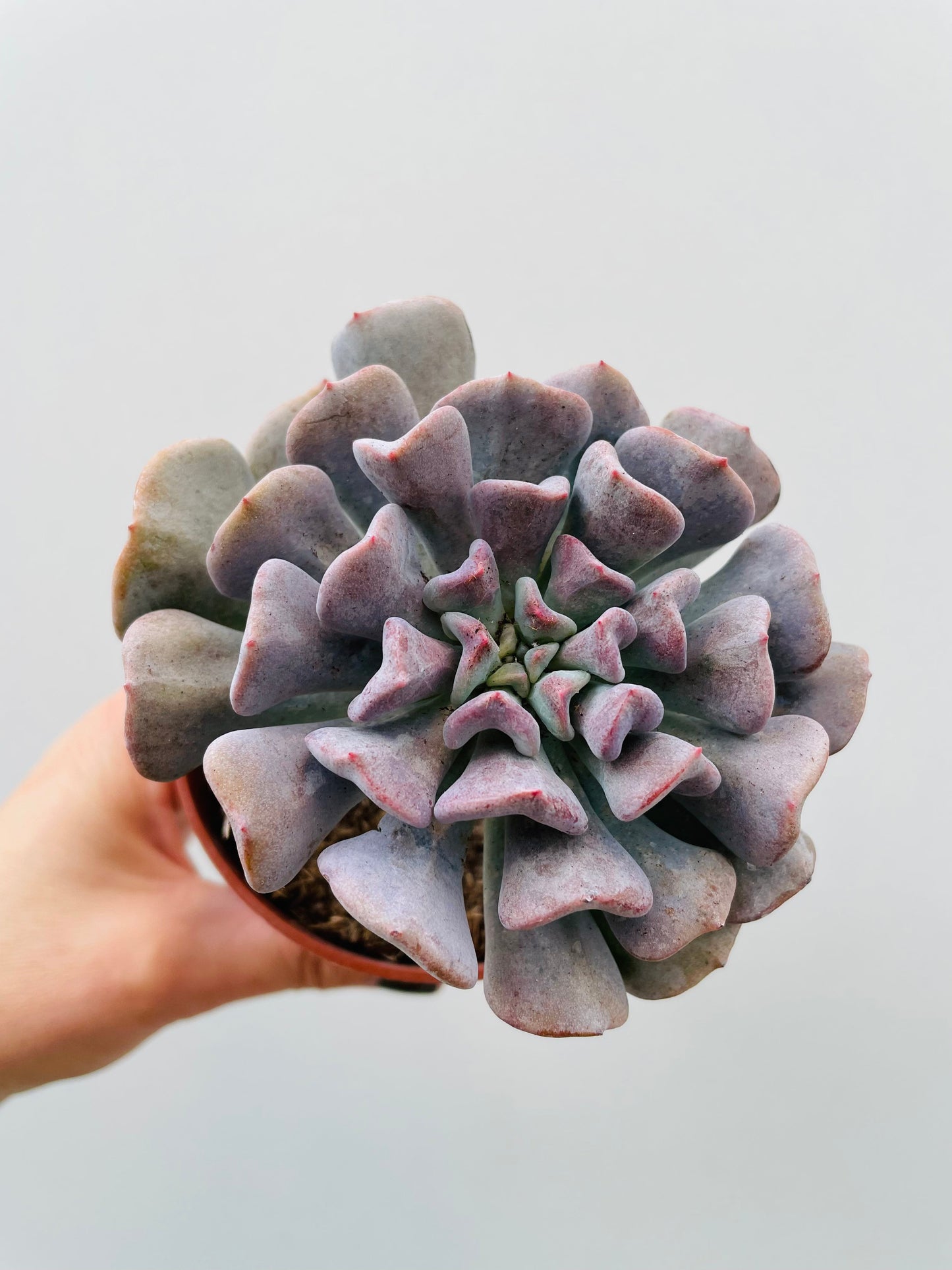 Bilde av Echeveria ‘Cubic Frost’-Spanne Plantesalg