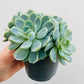 Bilde av Echeveria elegans-Spanne Plantesalg