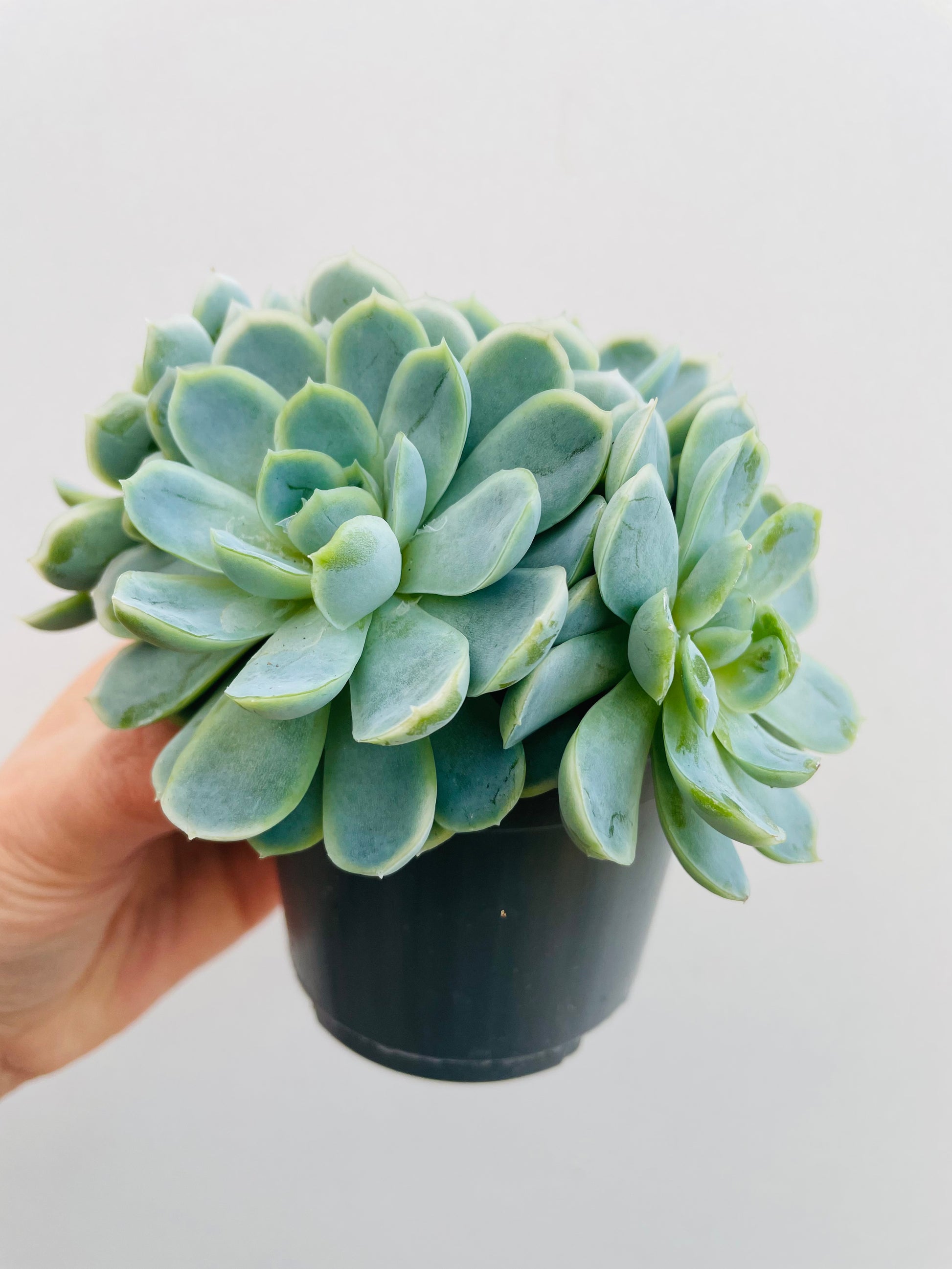 Bilde av Echeveria elegans-Spanne Plantesalg