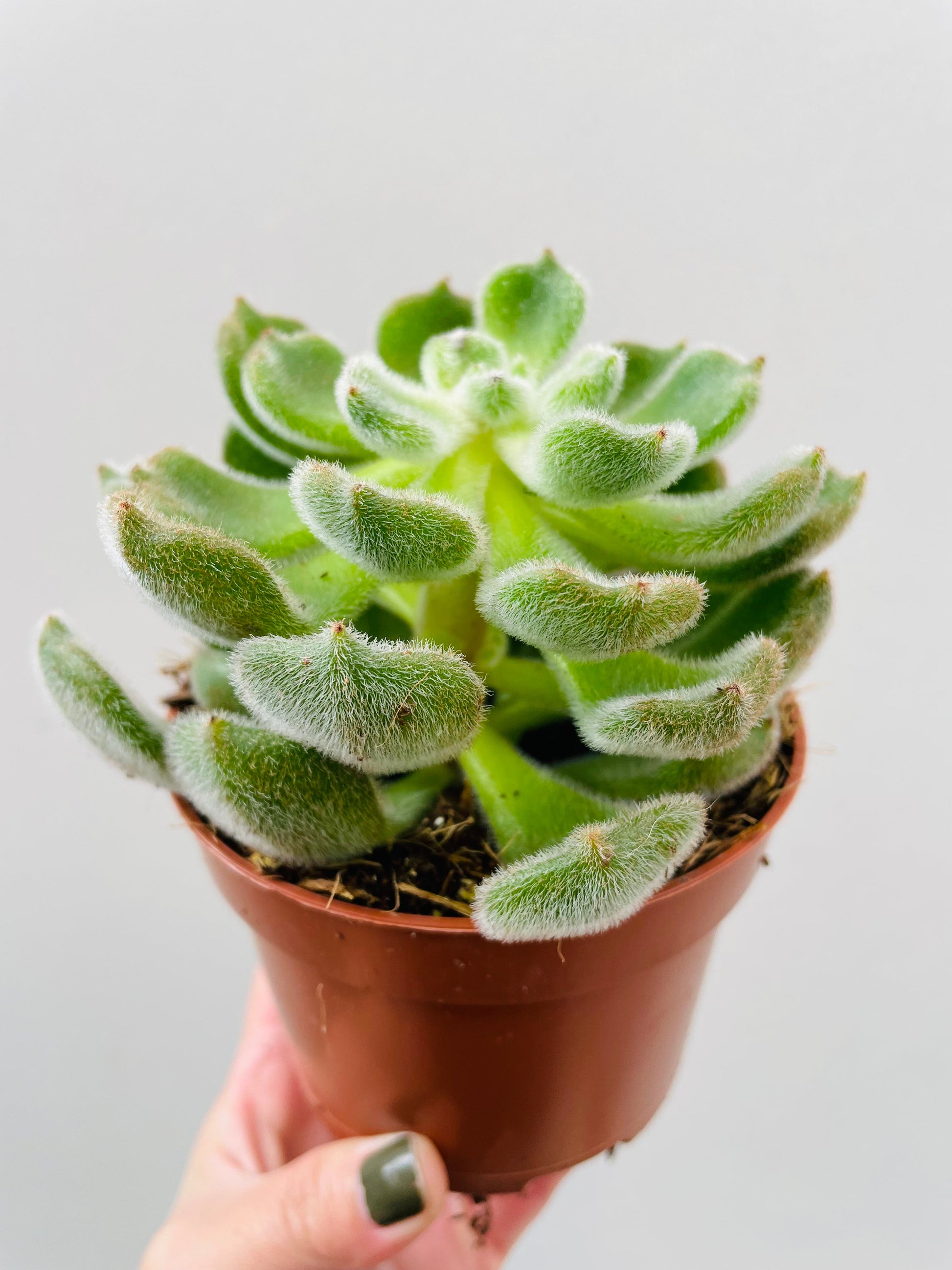 Bilde av Echeveria ‘Green velvet’-Spanne Plantesalg