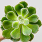 Bilde av Echeveria ‘Green velvet’-Spanne Plantesalg