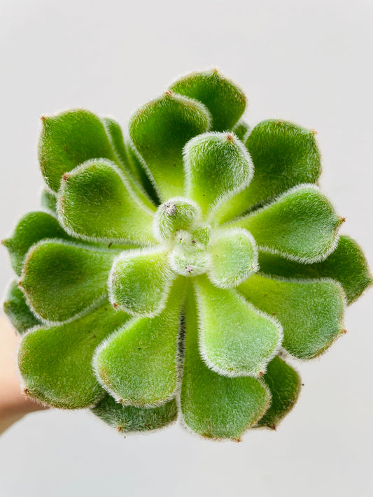 Bilde av Echeveria ‘Green velvet’-Spanne Plantesalg