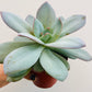 Bilde av Echeveria laui-Spanne Plantesalg