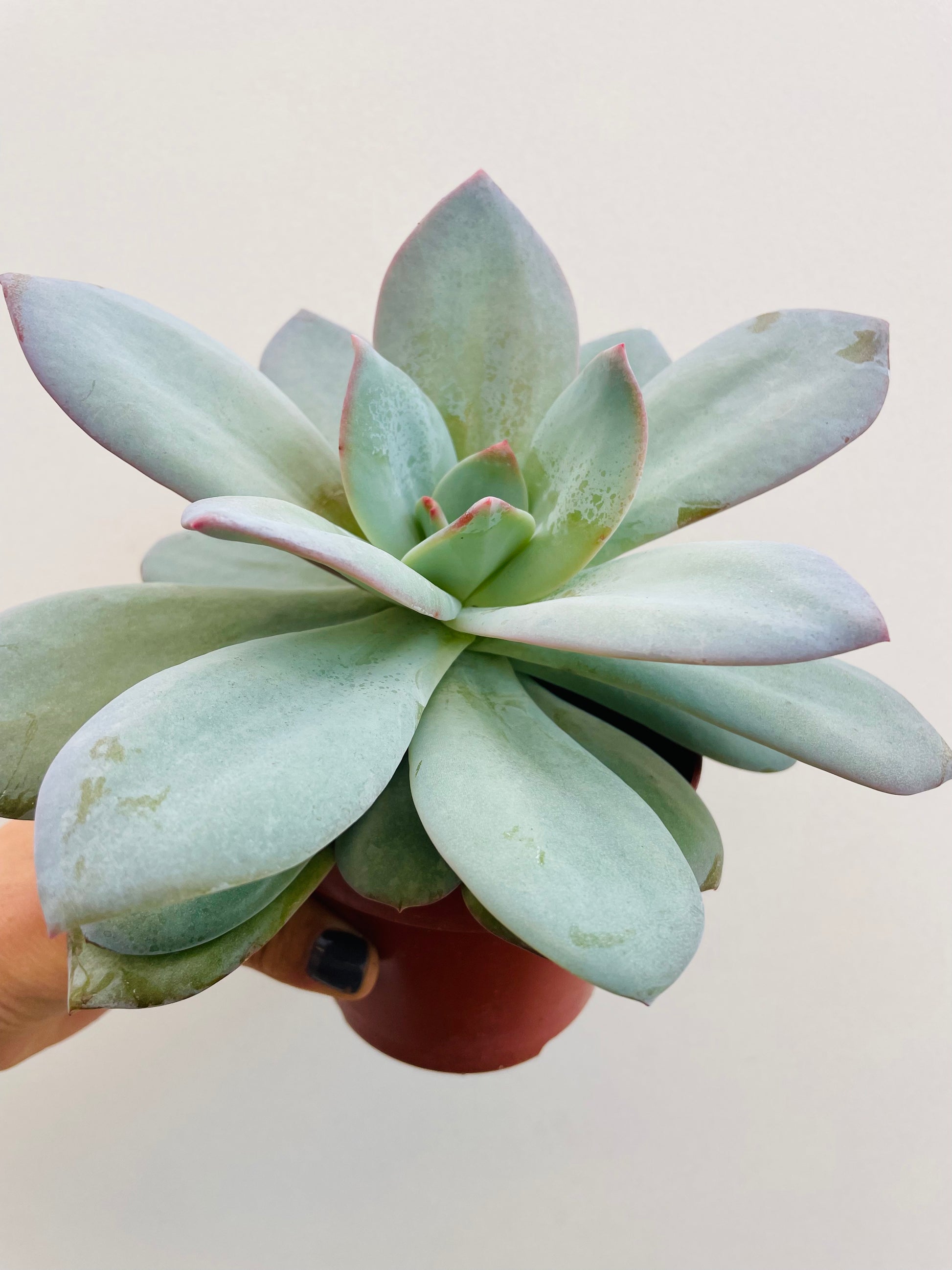 Bilde av Echeveria laui-Spanne Plantesalg