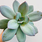 Bilde av Echeveria laui-Spanne Plantesalg