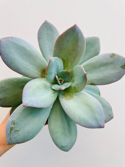 Bilde av Echeveria laui-Spanne Plantesalg