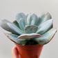 Bilde av Echeveria lauii hybride-Spanne Plantesalg