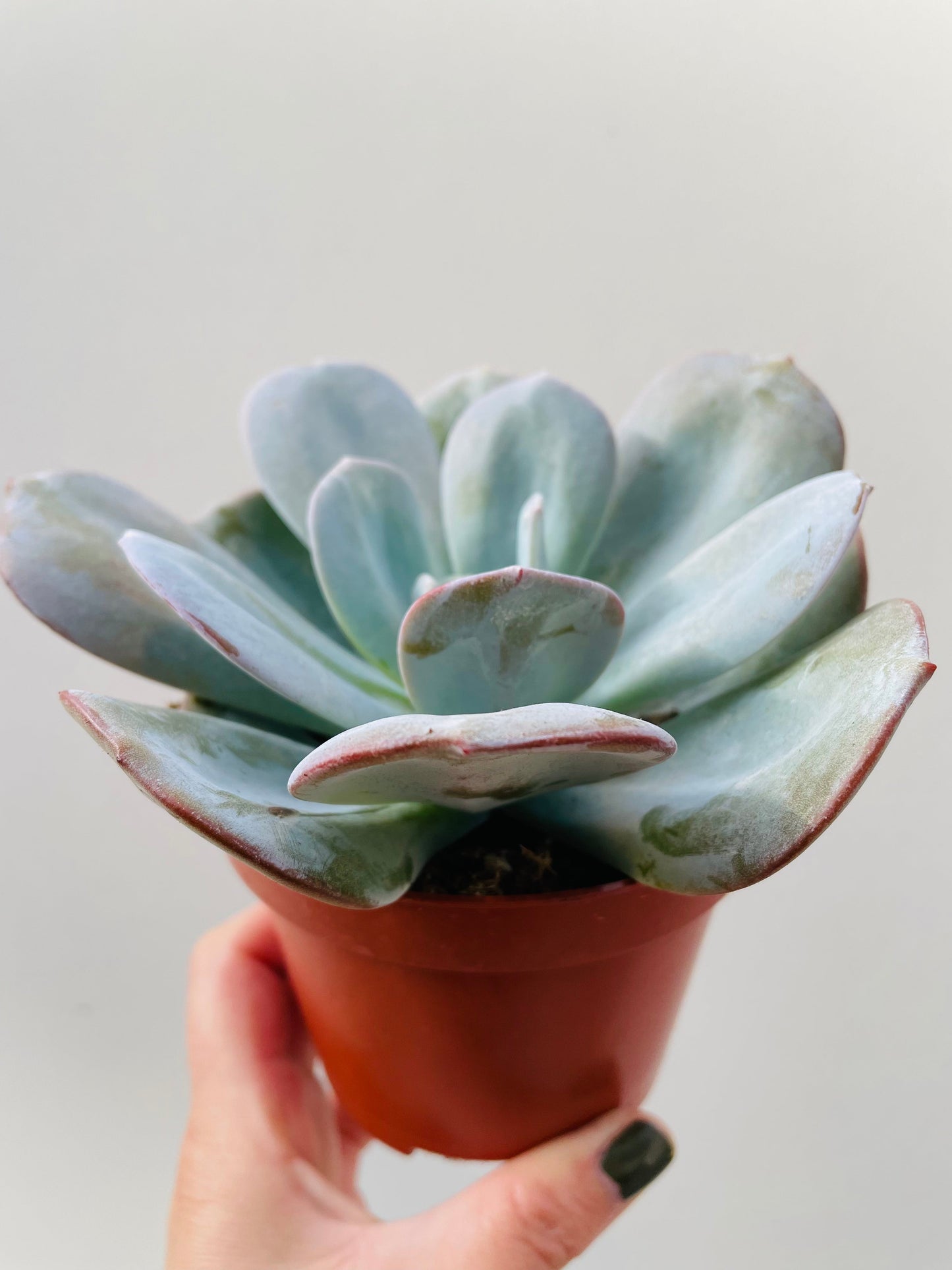 Bilde av Echeveria lauii hybride-Spanne Plantesalg