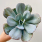 Bilde av Echeveria lauii hybride-Spanne Plantesalg