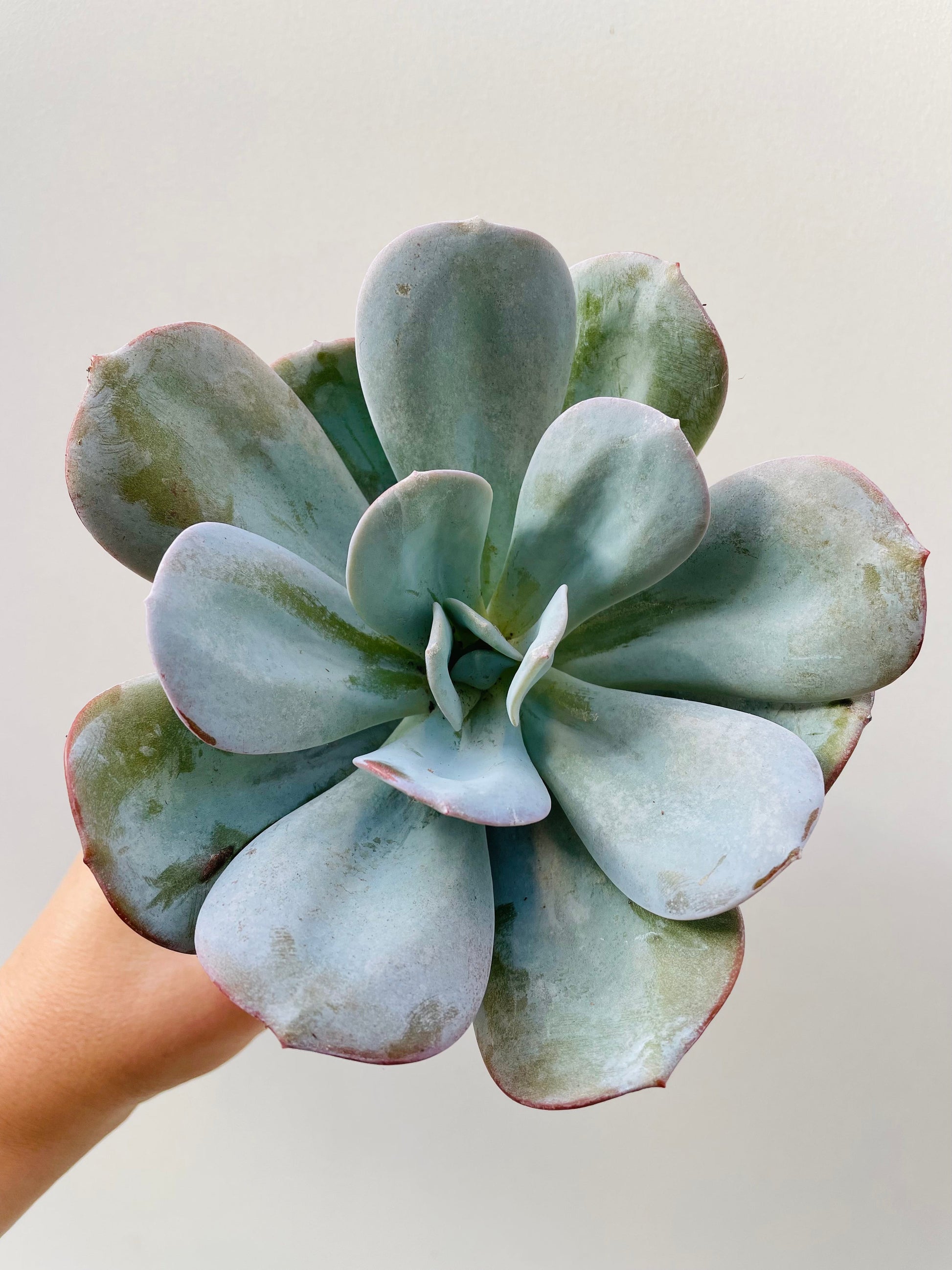 Bilde av Echeveria lauii hybride-Spanne Plantesalg