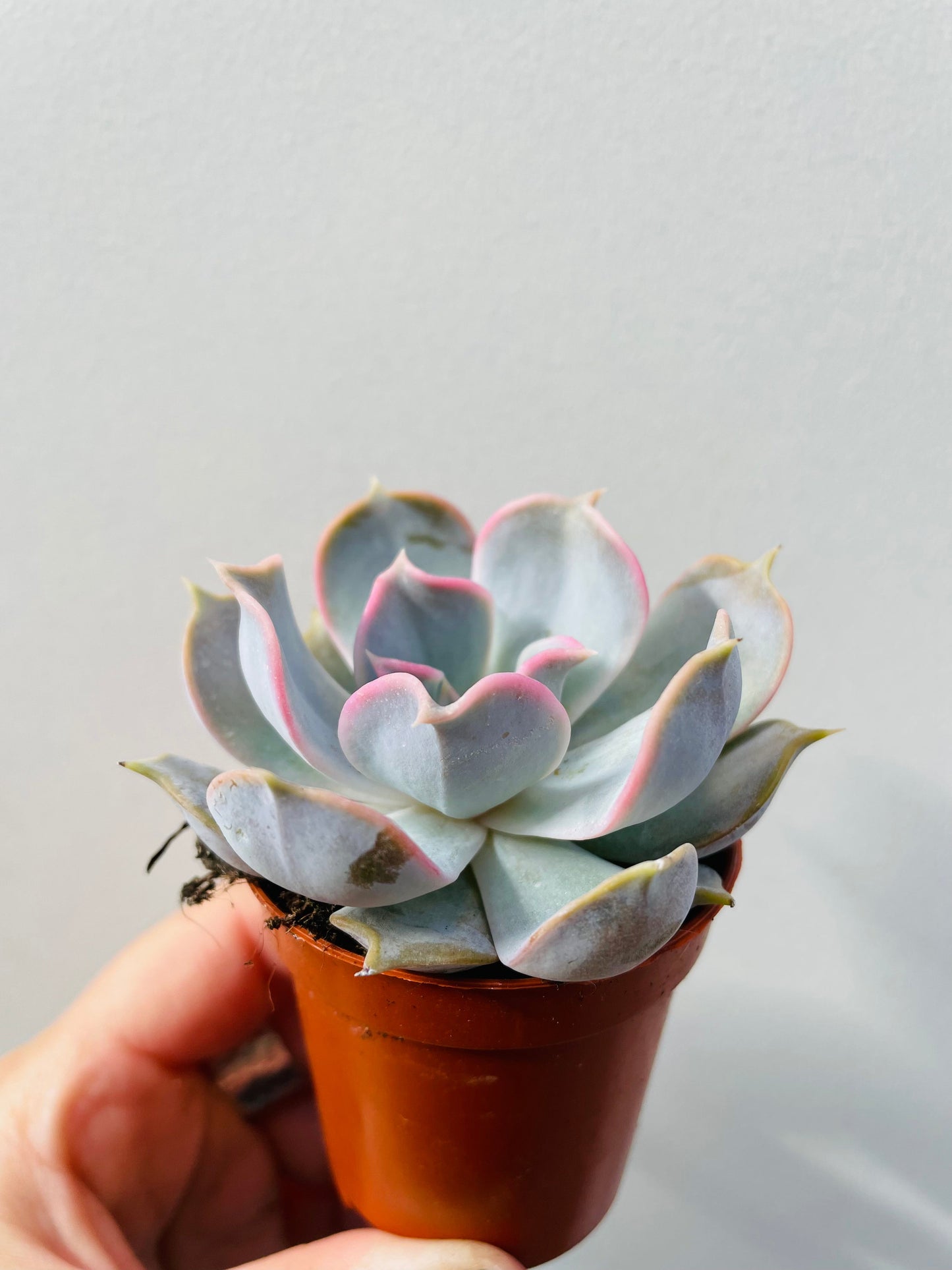 Bilde av Echeveria lilacina-Spanne Plantesalg