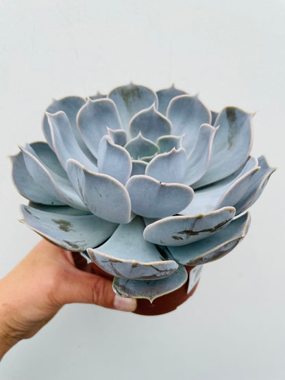 Bilde av Echeveria lilacina-Spanne Plantesalg