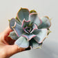 Bilde av Echeveria lilacina-Spanne Plantesalg